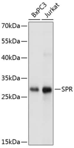 Invitrogen SPR Polyclonal Antibody 100 &mu;L; Unconjugated:Antibodies,