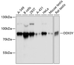 Invitrogen DDX3Y Polyclonal Antibody 100 &mu;L; Unconjugated:Antibodies,