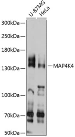 Invitrogen HGK Polyclonal Antibody 100 &mu;L; Unconjugated:Antibodies,