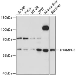Invitrogen THUMPD2 Polyclonal Antibody 100 &mu;L; Unconjugated:Antibodies,