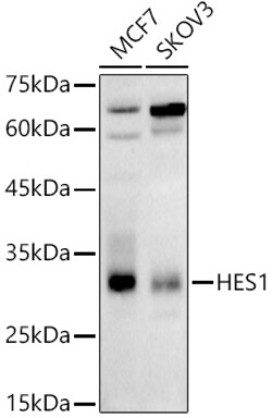 Invitrogen HES1 Polyclonal Antibody 100 &mu;L; Unconjugated:Antibodies,