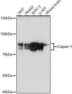 Invitrogen Calpain 1 Polyclonal Antibody 100 &mu;L; Unconjugated:Antibodies,