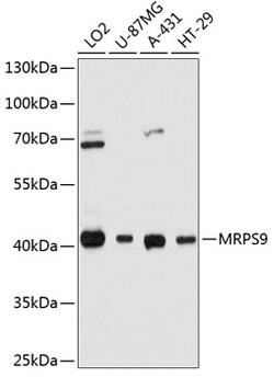 Invitrogen MRPS9 Polyclonal Antibody 100 &mu;L; Unconjugated:Antibodies,