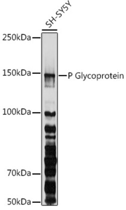 Invitrogen P-Glycoprotein Polyclonal Antibody 100 &mu;L; Unconjugated:Antibodies,