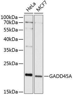 Invitrogen GADD45A Polyclonal Antibody 100 &mu;L; Unconjugated:Antibodies,