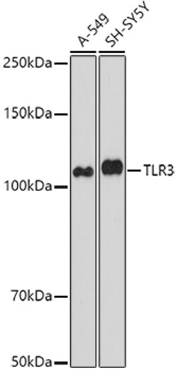 Invitrogen TLR3 Polyclonal Antibody 100 &mu;L | Buy Online | Invitrogen&trade; | Fisher Scientific