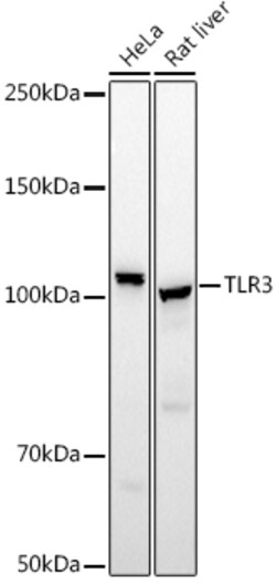 Invitrogen TLR3 Polyclonal Antibody 100 &mu;L | Buy Online | Invitrogen&trade; | Fisher Scientific
