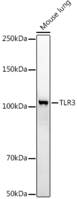 Invitrogen TLR3 Polyclonal Antibody 100 &mu;L | Buy Online | Invitrogen&trade; | Fisher Scientific