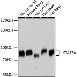 STAT5 alpha Polyclonal Antibody, Invitrogen 100 &mu;L; Unconjugated:Antibodies,