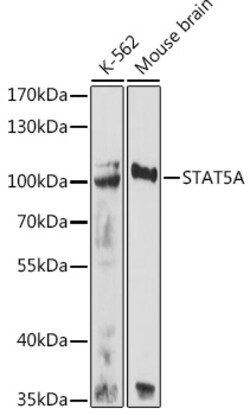 STAT5 alpha Polyclonal Antibody, Invitrogen 100 &mu;L; Unconjugated:Antibodies,