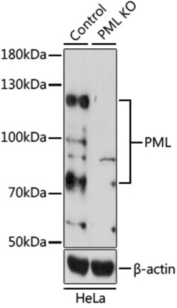 Invitrogen PML Polyclonal Antibody 100 &mu;L; Unconjugated:Antibodies,