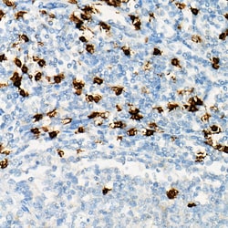 Invitrogen&trade;&nbsp;CD8 Polyclonal Antibody