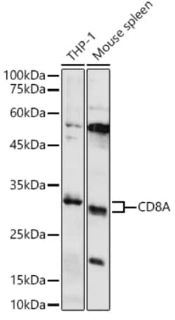 Invitrogen CD8 Polyclonal Antibody 100 &mu;L | Buy Online | Invitrogen&trade; | Fisher Scientific