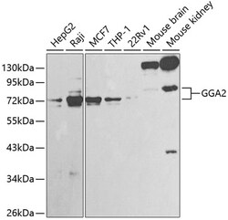 Invitrogen GGA2 Polyclonal Antibody 100 &mu;L; Unconjugated:Antibodies,