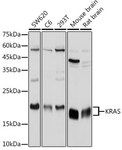 Invitrogen K-Ras Polyclonal Antibody 100 &mu;L; Unconjugated:Antibodies,