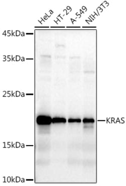 Invitrogen K-Ras Polyclonal Antibody 100 &mu;L; Unconjugated:Antibodies,