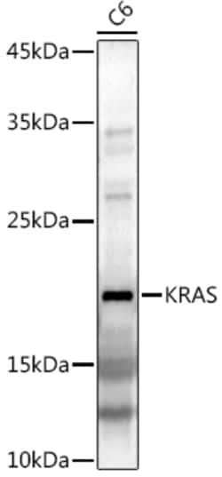 Invitrogen K-Ras Polyclonal Antibody 100 &mu;L; Unconjugated:Antibodies,