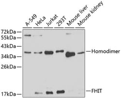 Invitrogen FHIT Polyclonal Antibody 100 &mu;L; Unconjugated:Antibodies,