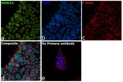 Invitrogen JMJD1A Polyclonal Antibody 100 &mu;L; Unconjugated:Antibodies,