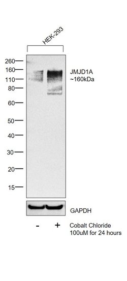 Invitrogen JMJD1A Polyclonal Antibody 100 &mu;L; Unconjugated:Antibodies,