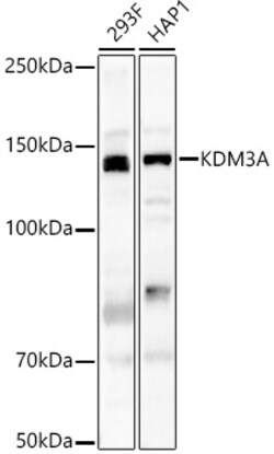 Invitrogen JMJD1A Polyclonal Antibody 100 &mu;L; Unconjugated:Antibodies,