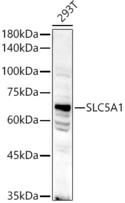 Invitrogen SGLT1 Polyclonal Antibody 100 &mu;L; Unconjugated:Antibodies,