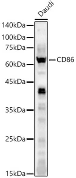 Invitrogen CD86 Polyclonal Antibody 100 &mu;L | Buy Online | Invitrogen&trade; | Fisher Scientific