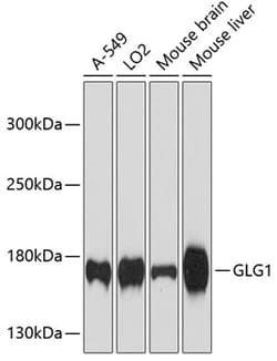 Invitrogen GLG1 Polyclonal Antibody 100 &mu;L; Unconjugated:Antibodies,