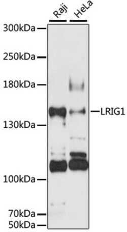 Invitrogen LRIG1 Polyclonal Antibody 100 &mu;L; Unconjugated:Antibodies,