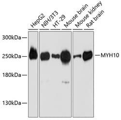 Invitrogen MYH10 Polyclonal Antibody 100 &mu;L; Unconjugated:Antibodies,
