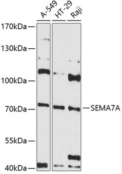 Invitrogen SEMA7A Polyclonal Antibody 100 &mu;L; Unconjugated:Antibodies,