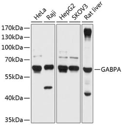 Invitrogen GABPA Polyclonal Antibody 100 &mu;L; Unconjugated:Antibodies,