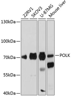 Invitrogen POLK Polyclonal Antibody 100 &mu;L; Unconjugated:Antibodies,