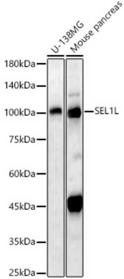 Invitrogen SEL1L Polyclonal Antibody 100 &mu;L; Unconjugated:Antibodies,