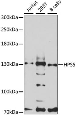 Invitrogen HPS5 Polyclonal Antibody 100 &mu;L; Unconjugated:Antibodies,
