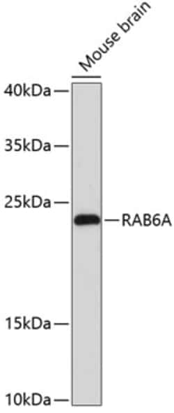 Invitrogen RAB6A Polyclonal Antibody 100 &mu;L; Unconjugated:Antibodies,