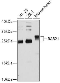 Invitrogen RAB21 Polyclonal Antibody 100 &mu;L; Unconjugated:Antibodies,