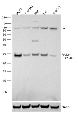 Invitrogen RAB21 Polyclonal Antibody 100 &mu;L; Unconjugated:Antibodies,