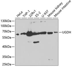 Invitrogen UGDH Polyclonal Antibody 100 &mu;L; Unconjugated:Antibodies,