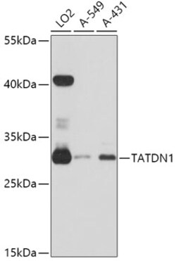 Invitrogen TATDN1 Polyclonal Antibody 100 &mu;L; Unconjugated:Antibodies,