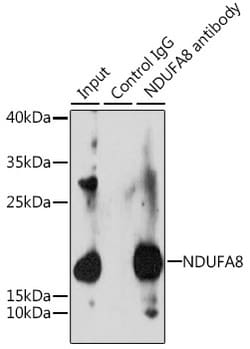 Invitrogen NDUFA8 Polyclonal Antibody 100 &mu;L; Unconjugated:Antibodies,