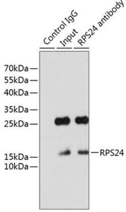 Invitrogen RPS24 Polyclonal Antibody 100 &mu;L; Unconjugated:Antibodies,