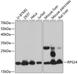 Invitrogen RPS24 Polyclonal Antibody 100 &mu;L; Unconjugated:Antibodies,