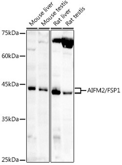 Invitrogen AMID Polyclonal Antibody 100 &mu;L; Unconjugated:Antibodies,