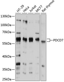 Invitrogen PDCD7 Polyclonal Antibody 100 &mu;L; Unconjugated:Antibodies,
