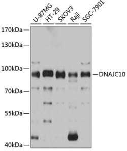 Invitrogen DNAJC10 Polyclonal Antibody 100 &mu;L; Unconjugated:Antibodies,