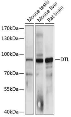 Invitrogen DTL Polyclonal Antibody 100 &mu;L; Unconjugated:Antibodies,