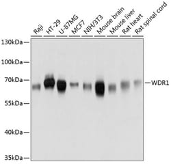 Invitrogen WDR1 Polyclonal Antibody 100 &mu;L; Unconjugated:Antibodies,