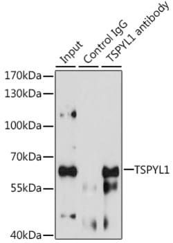 Invitrogen TSPYL1 Polyclonal Antibody 100 &mu;L; Unconjugated:Antibodies,