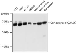 Invitrogen CoA Synthase Polyclonal Antibody 100 &mu;L | Buy Online | Invitrogen&trade; | Fisher Scientific